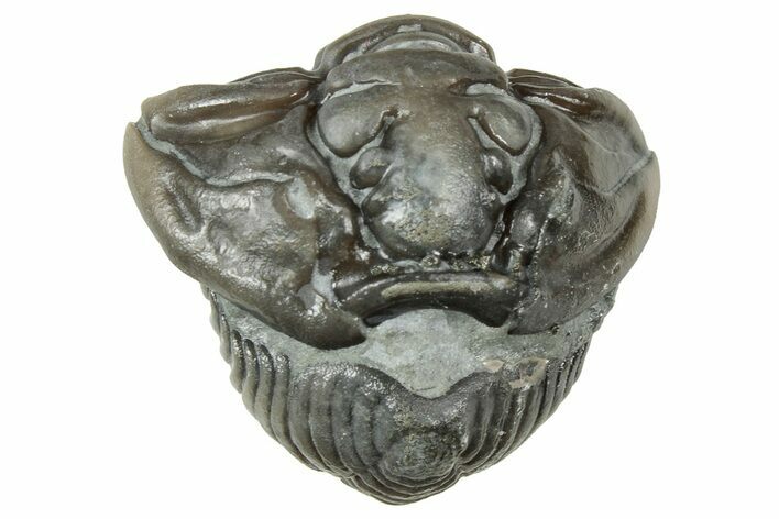 Wide Enrolled Flexicalymene Trilobite - Mt Orab, Ohio #358080